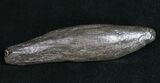 Fossil Sperm Whale Tooth #10091-1